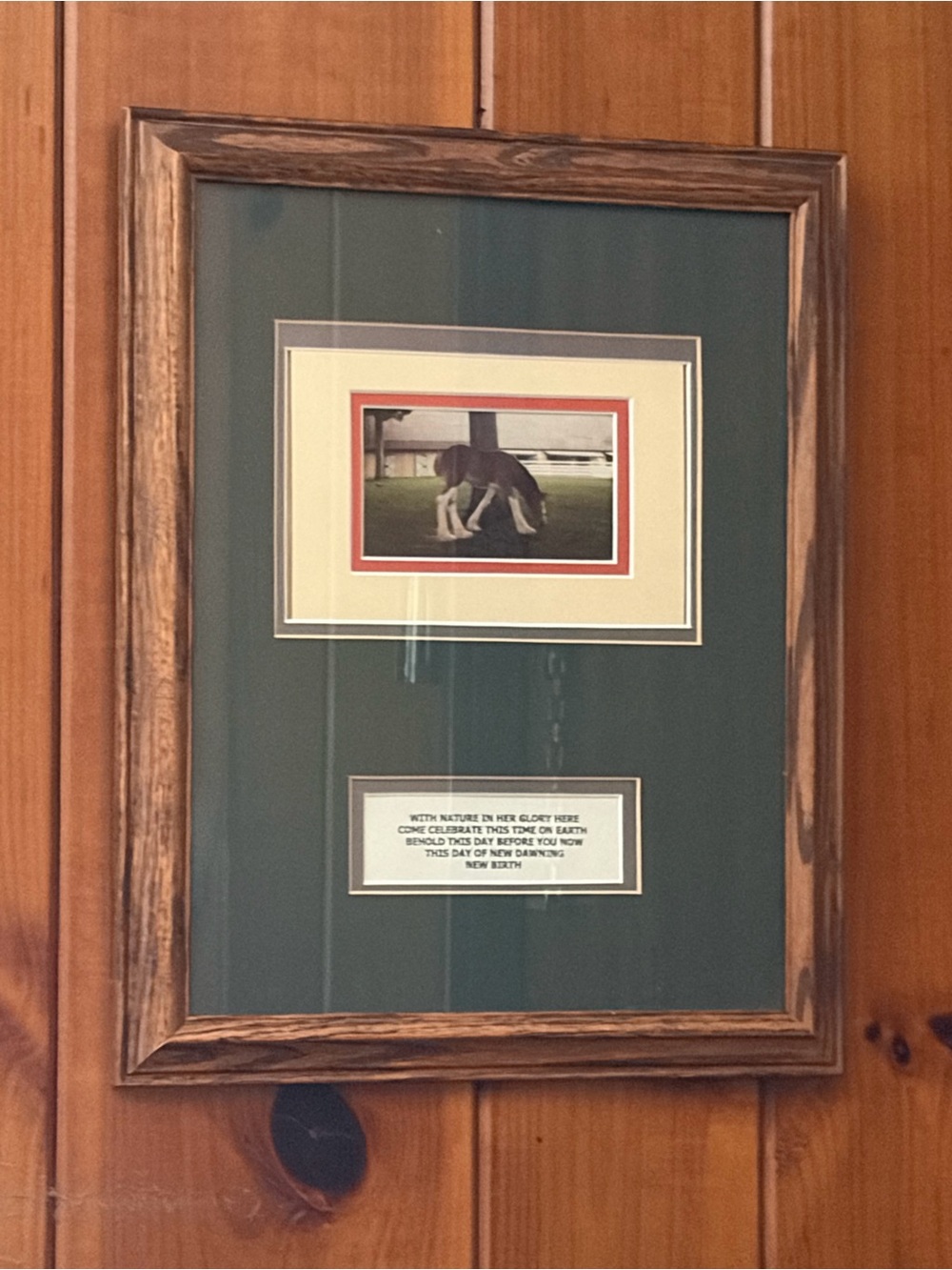 Framed Clydesdale Colt picture 18x13